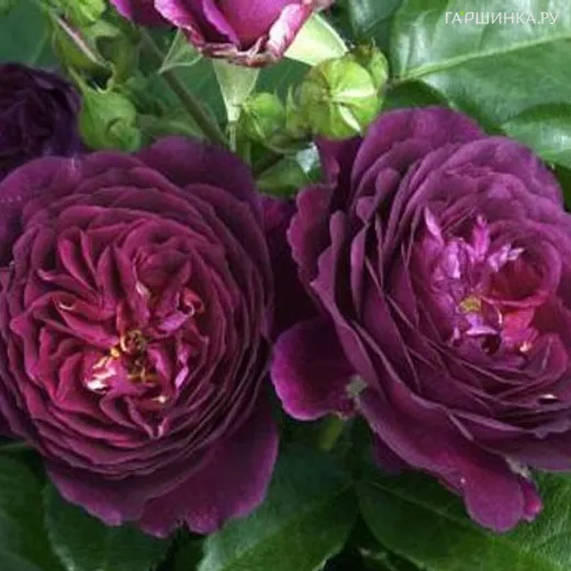 Роза Перпл Эден флорибунда, Викс (лиц) купить в Москве по низкой