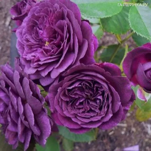 Роза Перпл Эден флорибунда, Викс (лиц) купить в Москве по низкой
