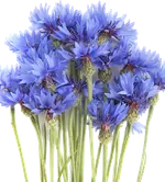 Цветы многолетние