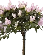 Растения на штамбе