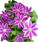 Клематисы и другие вьющиеся растения